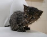 18.10.2017 ANDRESPOL GMINA 982061600072894 ♀