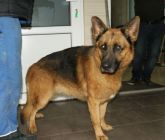 26.10.2017 SIERADZ GMINA 616096700011987 ♂