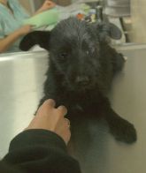 17.10.2017 JEŻÓW GMINA 616093900366213 ♀