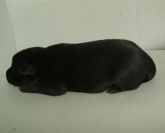 04.10.2017 RAWA MAZOWIECKA MIASTO BRAK CHIP ♀