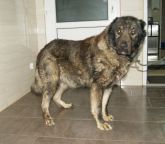 26.10.2017 ZGIERZ GMINA 616093900383557 ♀